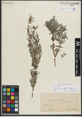 Foto von Salix repens subsp. rosmarinifolia (L.) Andersson